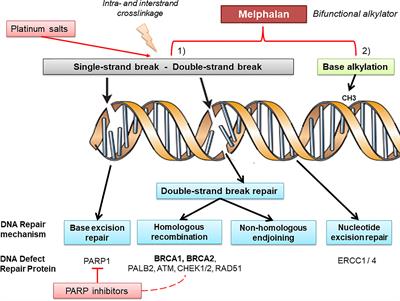 Melphalan as a Promising Treatment for BRCA-Related Ovarian Carcinoma